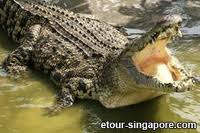 salt water crocodiles