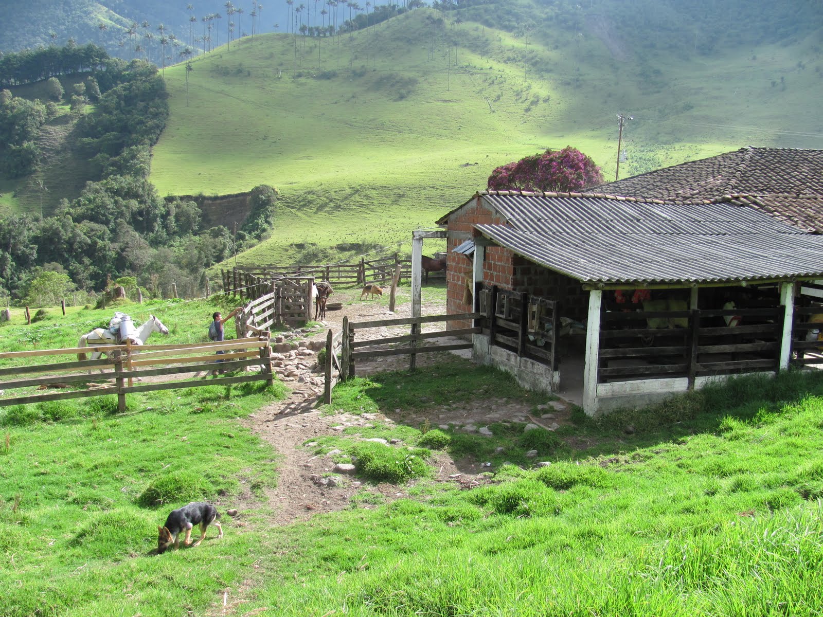 SALENTO, SENDEROS Y PAISAJES: RUTA COCORA-CERRO MORROGACHO-COCORA