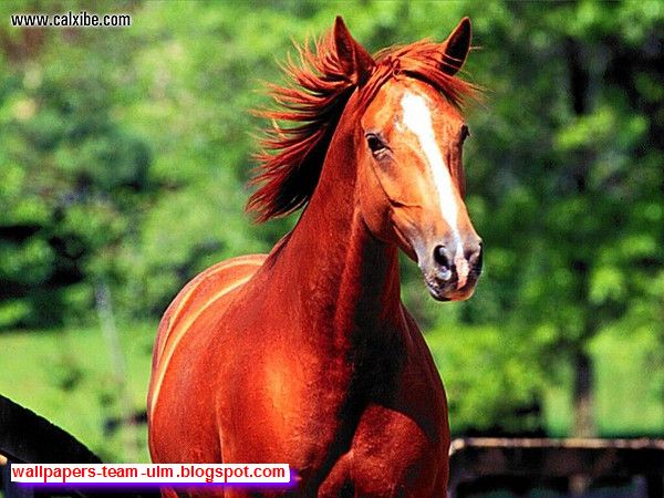 Die schönsten Pferde der Welt Top 15 YouTube