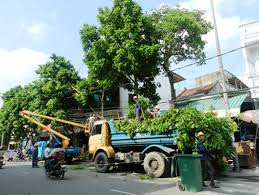 Dịch vụ chặt cây, dịch vụ cắt tỉa cây xanh tại Hà Nội