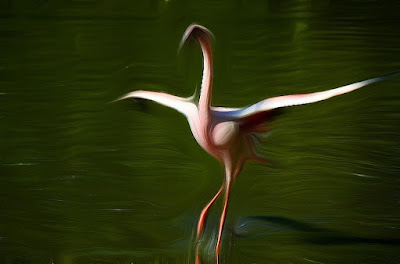 Flamingo, zog flamingo, qızılqaz, chim hồng hạc, plameniak Vogel, bird, oiseau, Uccello, Pássaro, птица, pájaro, kuş,