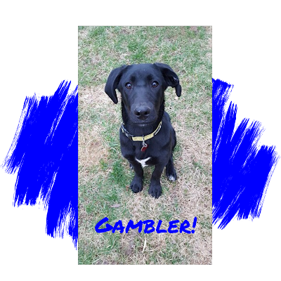Black Labrador Retriever Dog