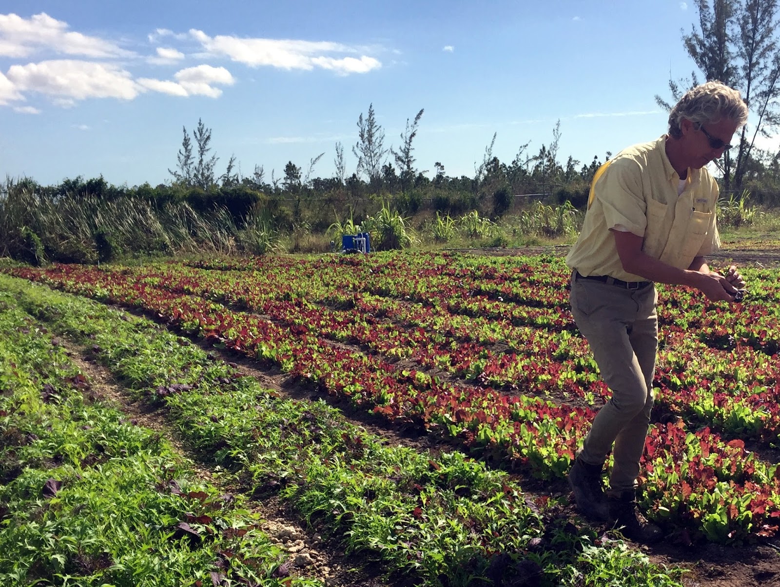 Rosemary's Sampler Field to Fork Community Farm, Nassau, Bahamas