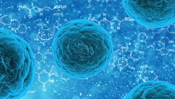 Japón aprueba un tratamiento con células madre para lesiones de la médula espinal Japón aprueba un tratamiento con células madre para lesiones de la médula espinal