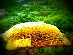 Mật ong rừng nguyên chất mua ở đâu tốt tại TP.HCM