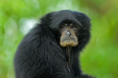 fotografías de changos bien monos - Lindos simios