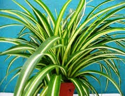 Plantas de regalo: Planta Araña...