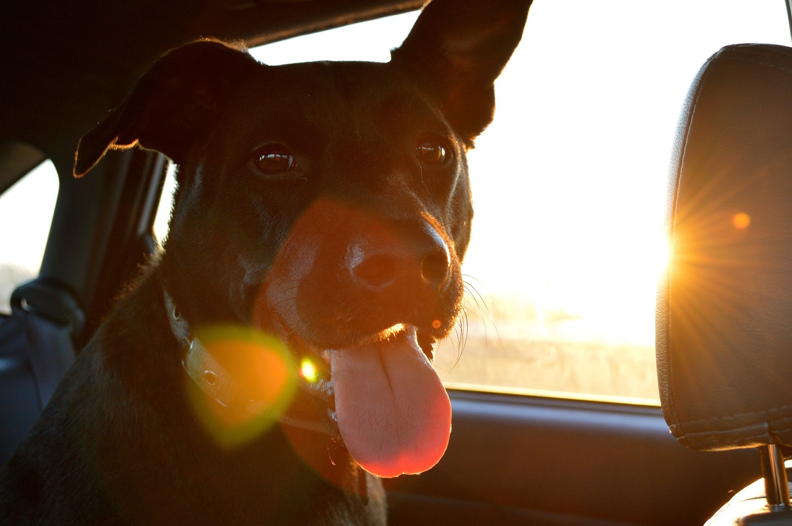 How to Train Your Dog to Behave in the Car TheRider'sPets