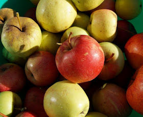 Äpfel pflücken auf der Streuobstwiese. Die Äpfel von der Obstwiese sind völlig anders als die aus dem Supermarkt.