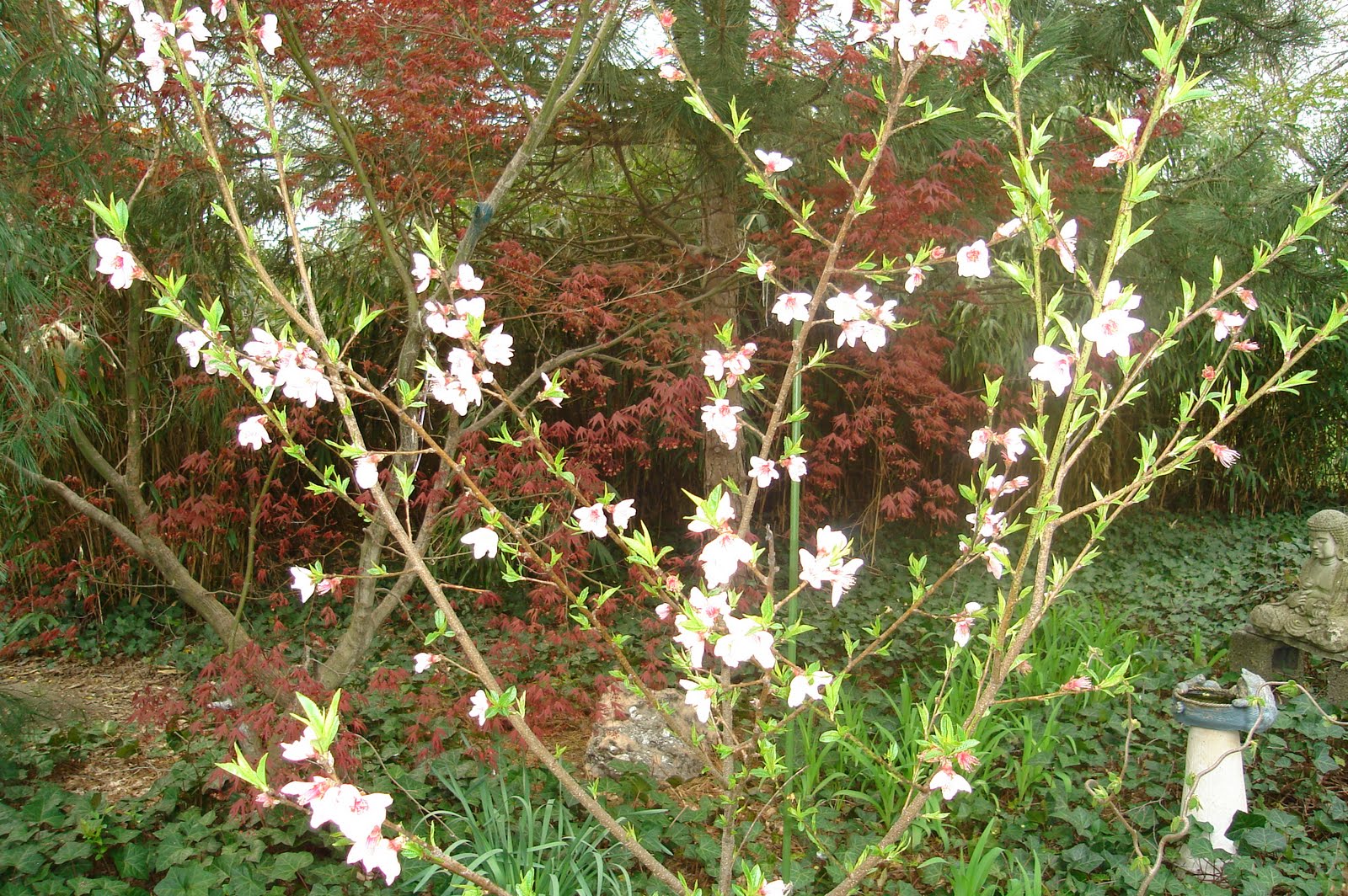 Fruit Cocktail Tree in Bloom