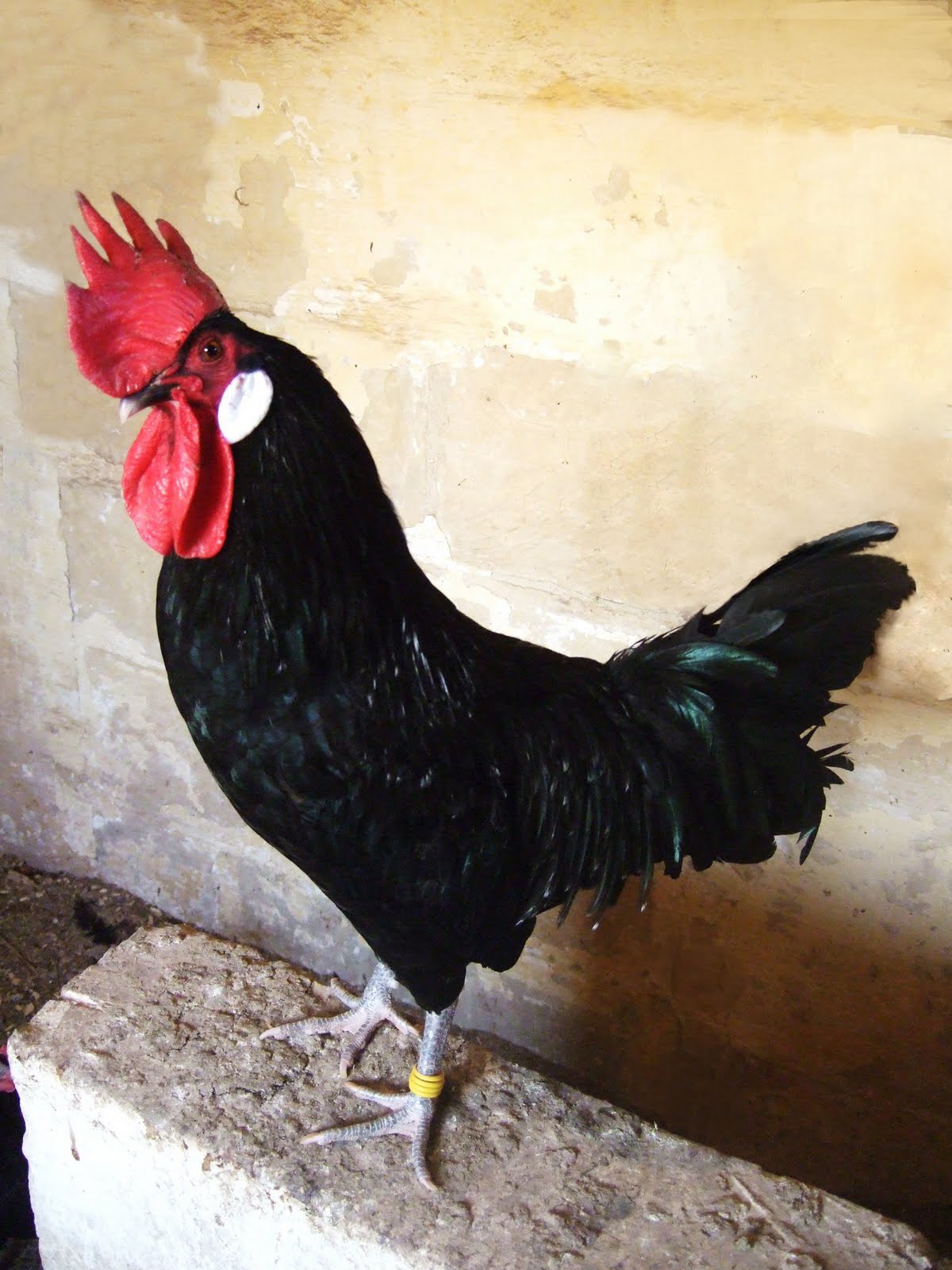 Merill Eco Tours The Black Maltese Poultry Breed