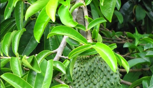 Racikan Obat Asam Urat Alami Paling Ampuh