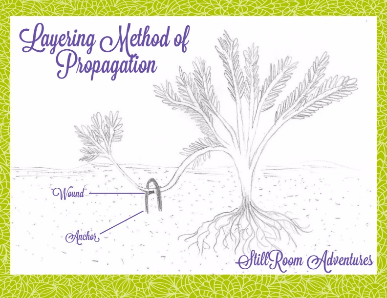 Propagation