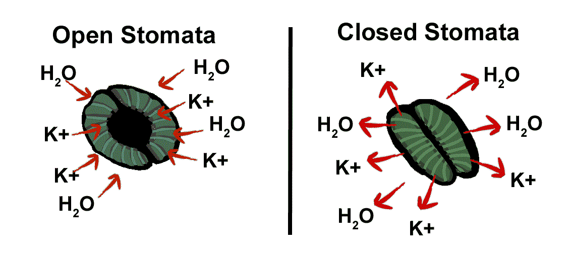 Mechanism Of Opening And Closing Of Stomata