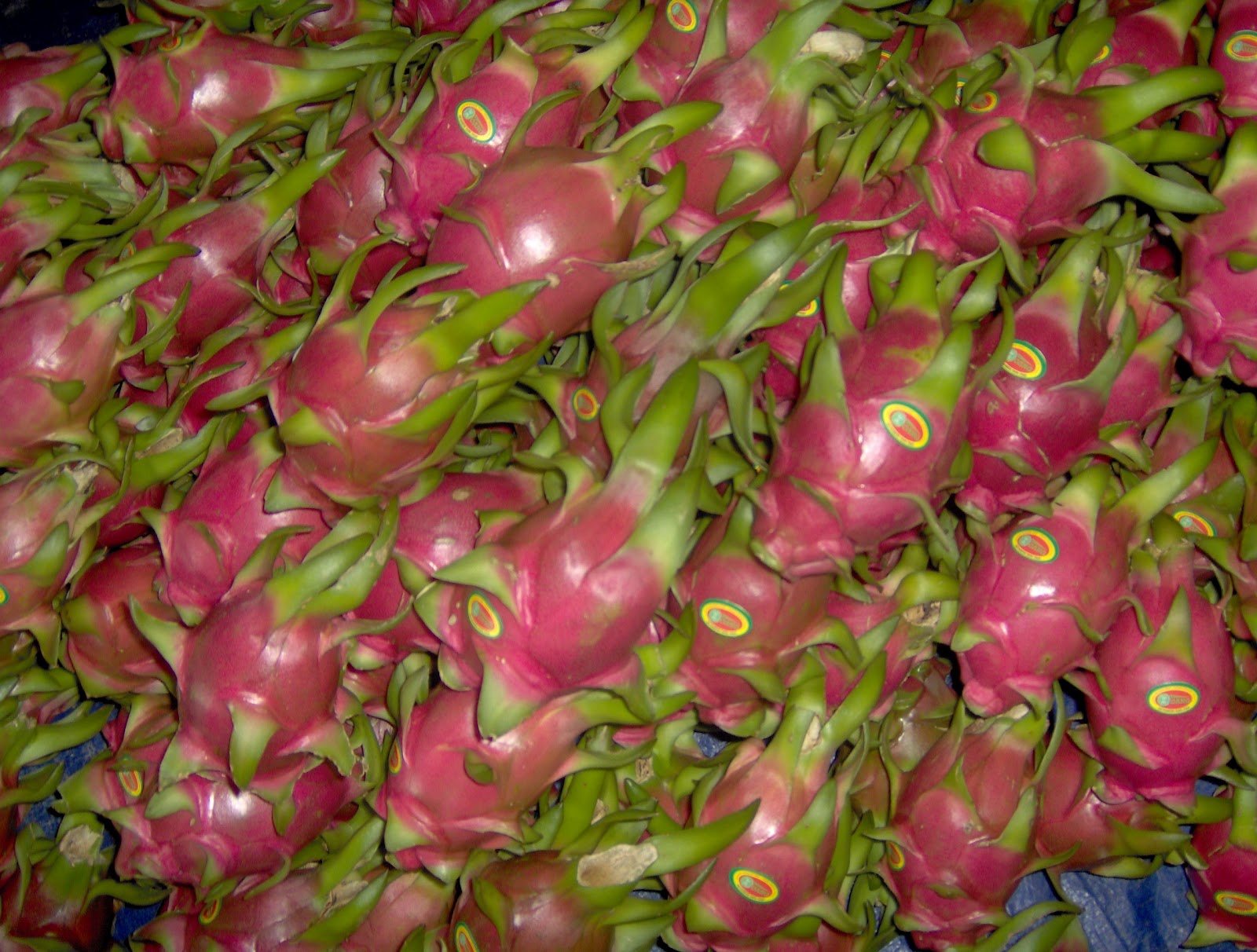 PITAHAYA HOANG EXOTIC FRUIT EXPORT, CORP