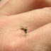 “Se 1% das casas tiver mosquito, podemos ter uma epidemia”, alerta infectologista sobre Aedes aegypti