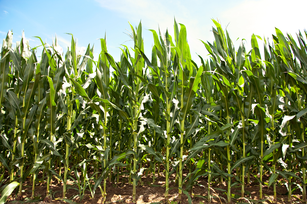 Short Attention Span Sunday School Short Attention Span Sunday School