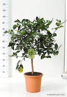Citrus-aurantiifolia-(Limatahiti)