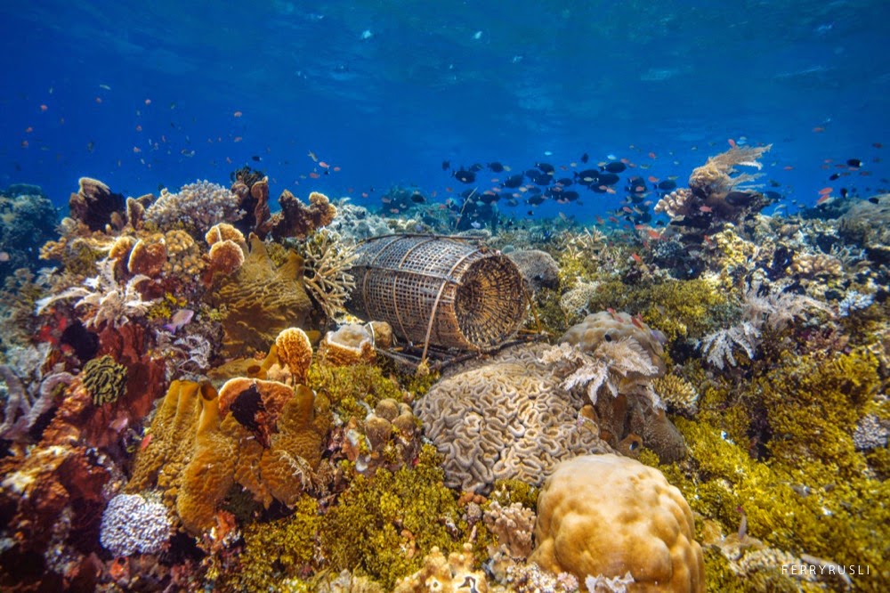 Ferryrusli Photography Bubu Bawah Laut Alor Umumnya Sulit Membedakan Lokasi