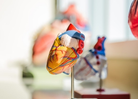Heart anatomy. Heart anatomy.