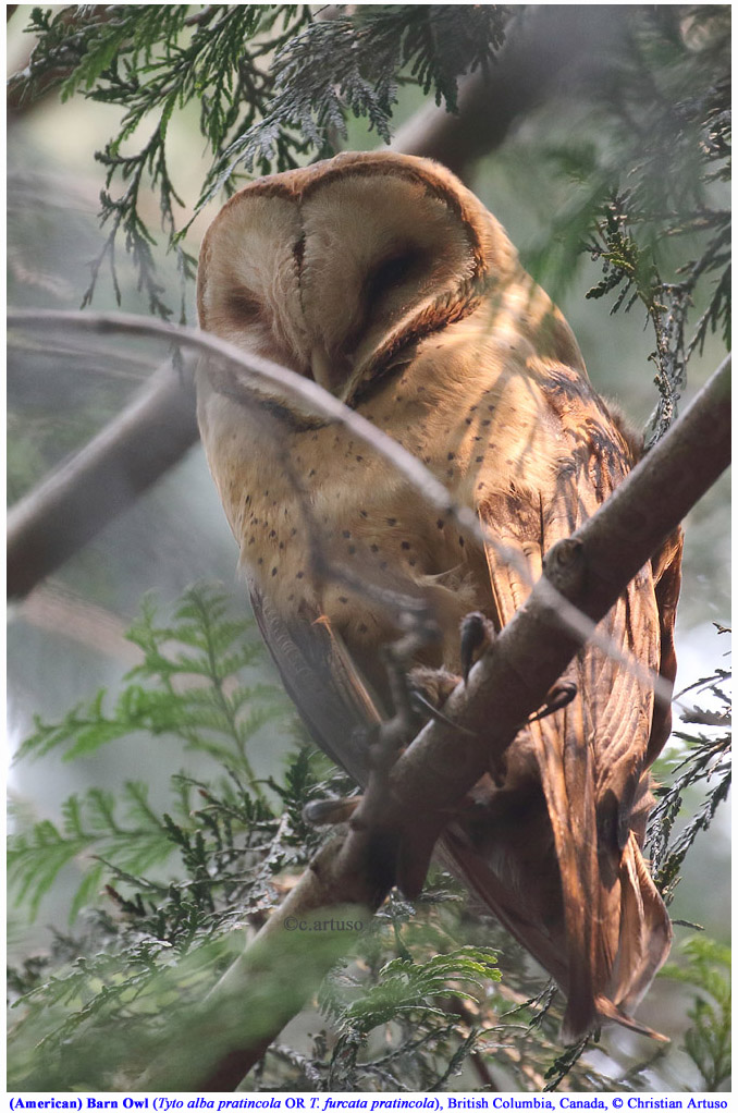 Christian Artuso Birds Wildlife American Barn Owl In Vancouver