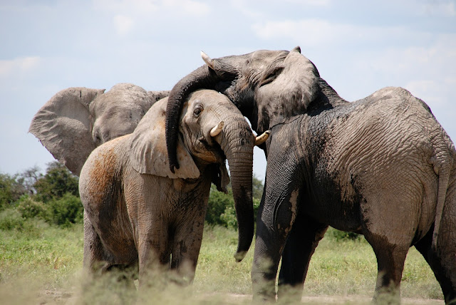 safari in africa