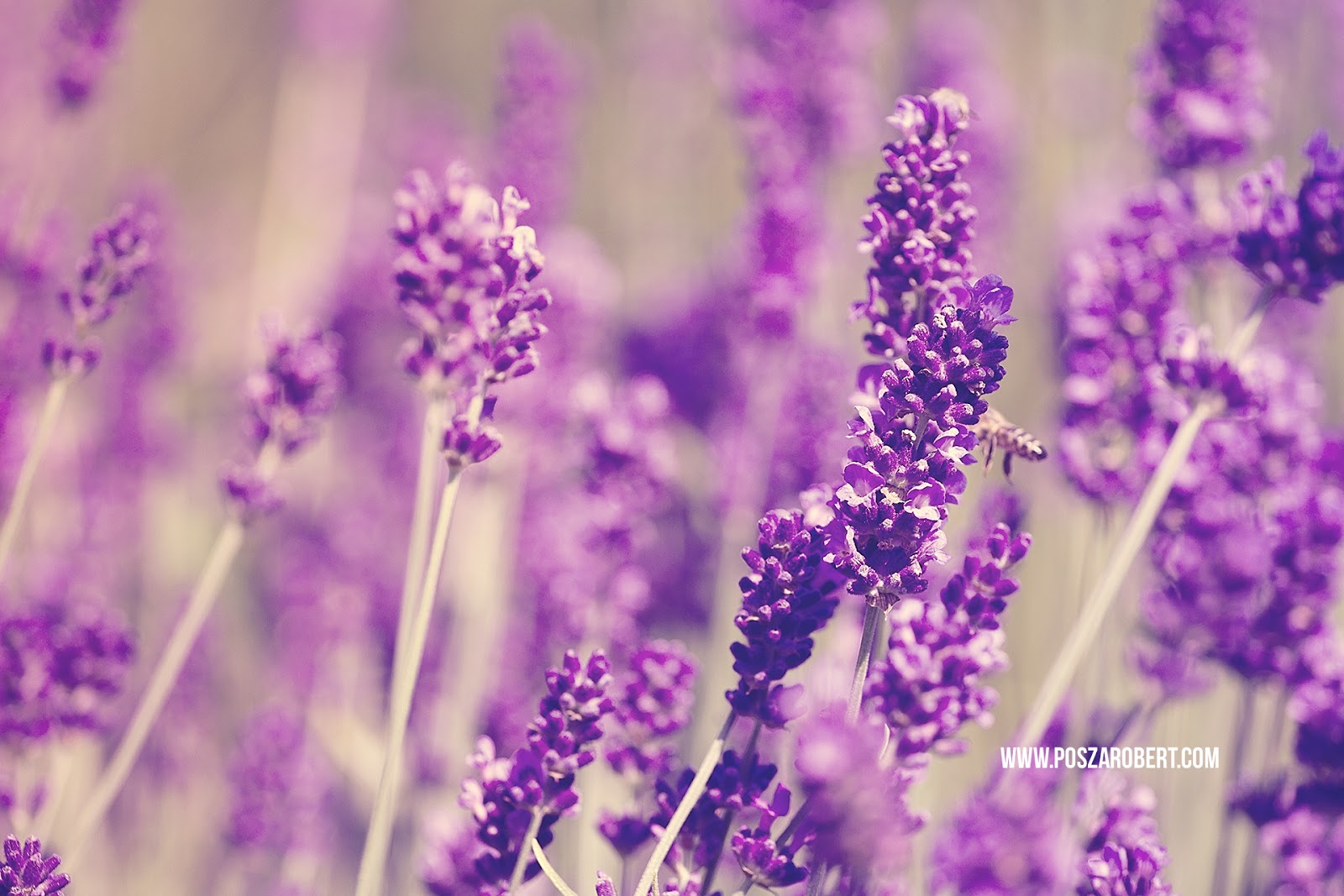 Letölthető levendulás háttérképek | Posza Róbert fotónapló