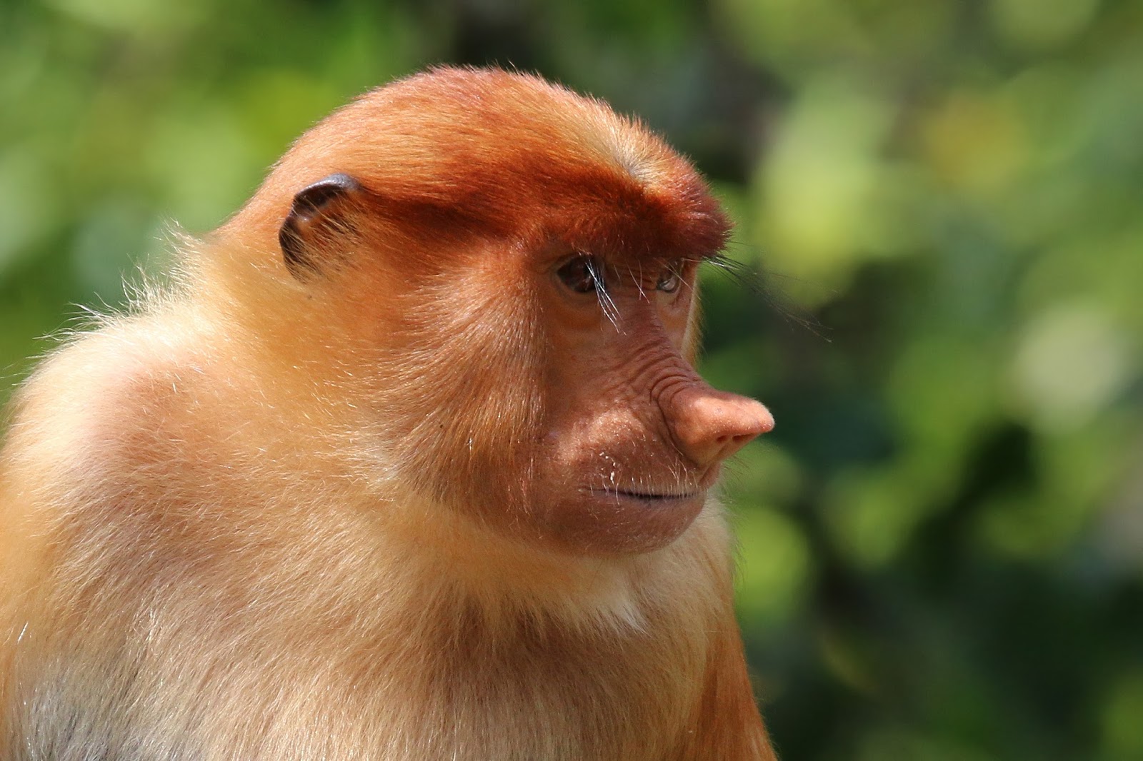 Mammals Animals: Proboscis monkey (Nasalis larvatus) female Labuk Bay