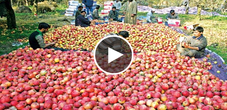 apple-cultivation-in-india-malayalees