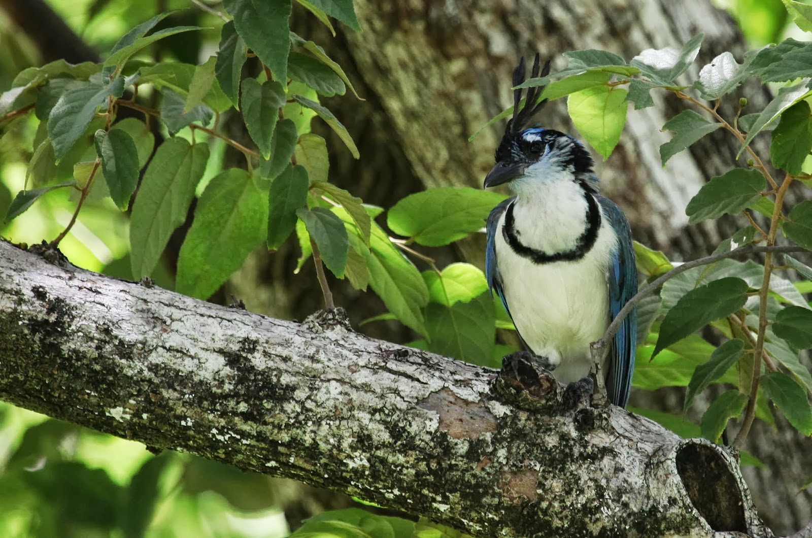 Instantes alados Costa Rica Urraca copetona