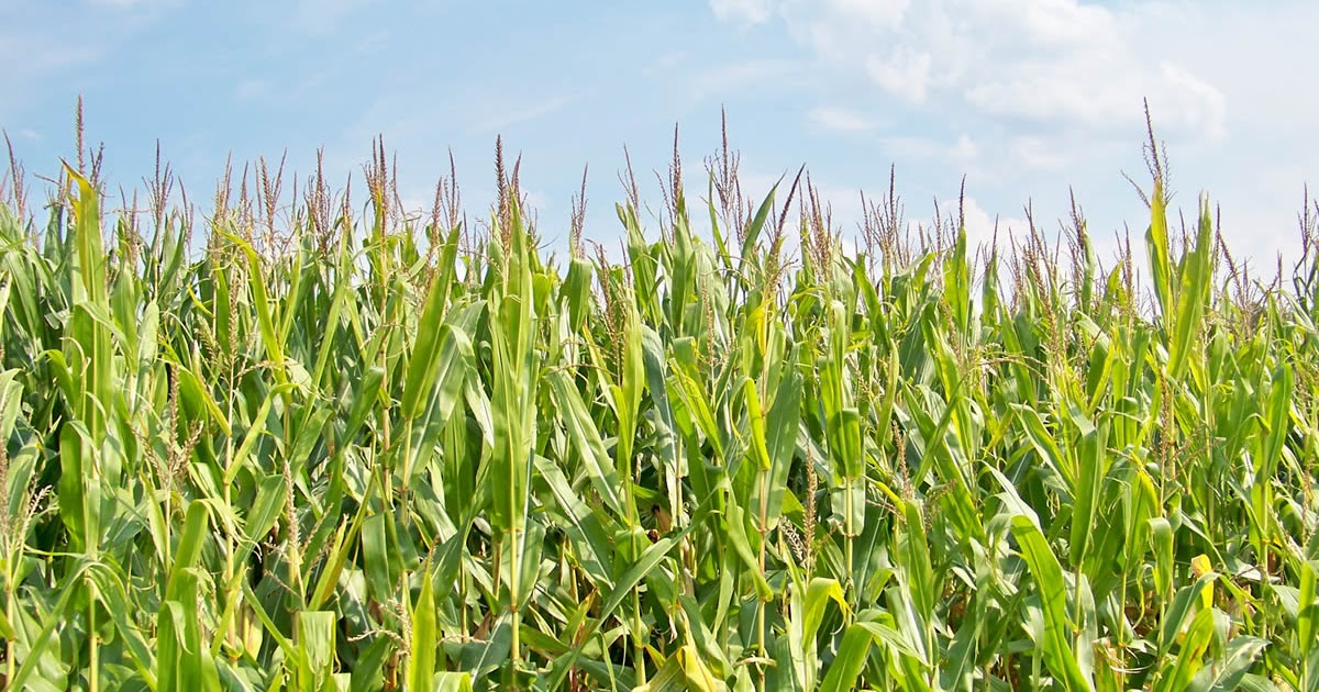 shiatoshi Sweet Corn Seed Germination
