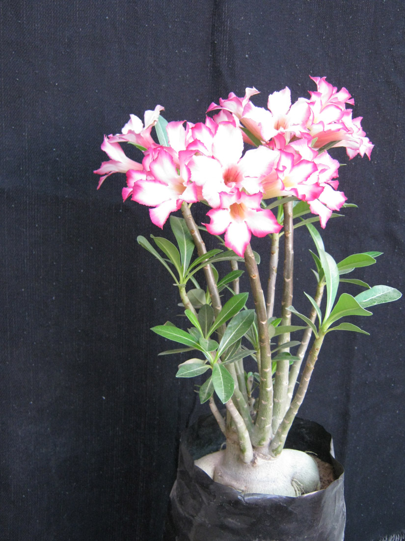 Jaipur Nursery / jaipur bonsai nursery / bonsai jaipur Bonsai Adenium