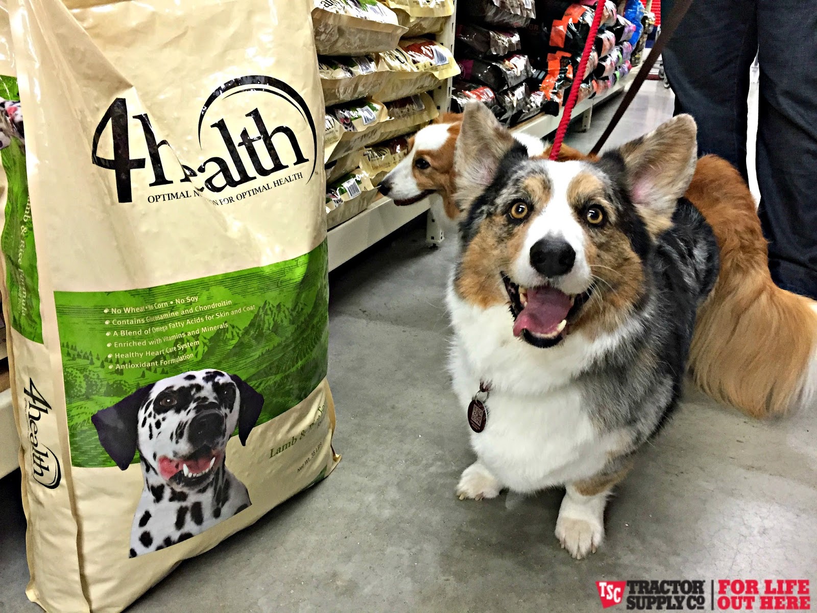 Is Great Life Pet Food Sold In Stores Is Great Life Pet Food Sold In Stores