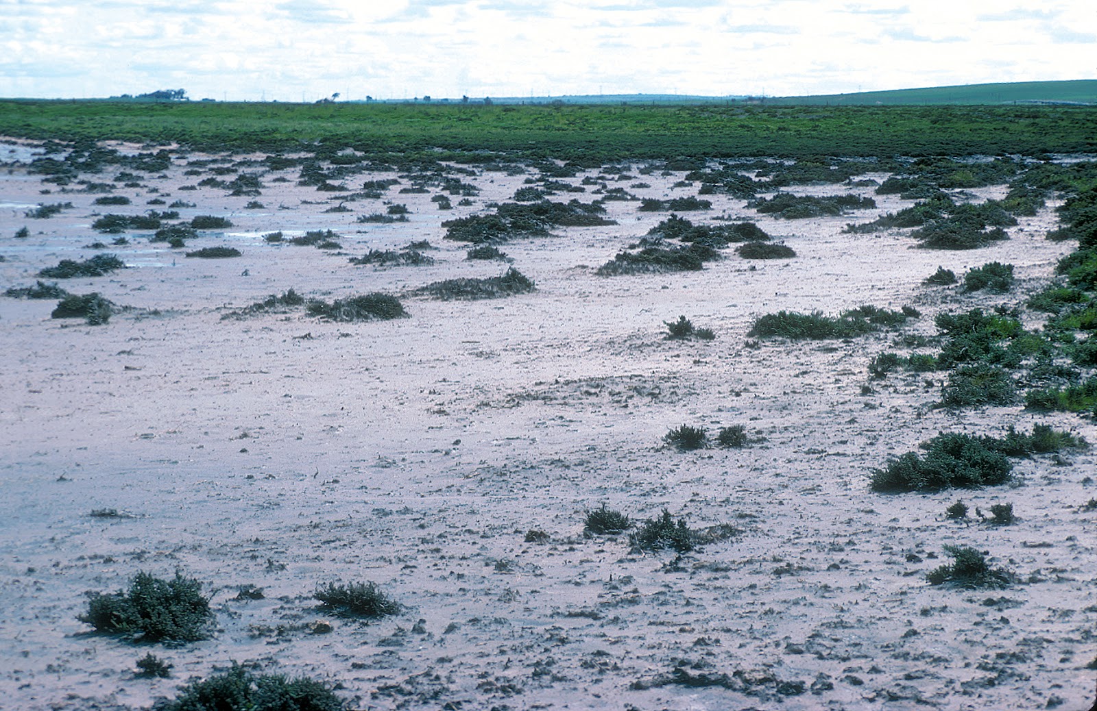 water-logging-and-salinity-free-essay-700-words-essayspedia