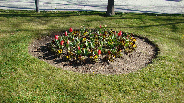 Tulipanes (Tulipa sp.) y pensamientos (Viola x wittrockiana)