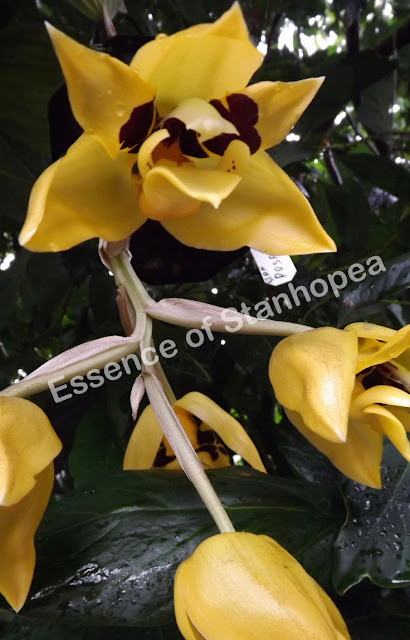 Pictures of the beautiful stanhopea orchids