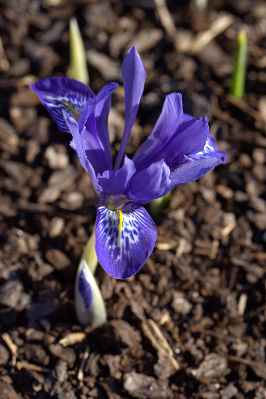 The Victorian Bulb Society Miniature iris