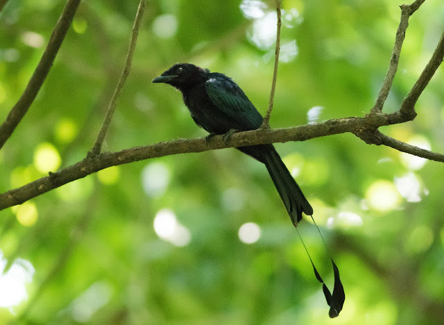 Greater Racket-tailed Drongo - Singapore Botanic Gardens Greater Racket-tailed Drongo - Singapore Botanic Gardens