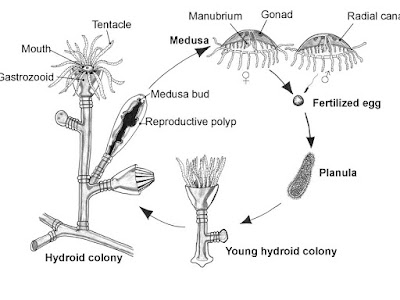 Siklus hidup Obelia sp Siklus hidup Obelia sp