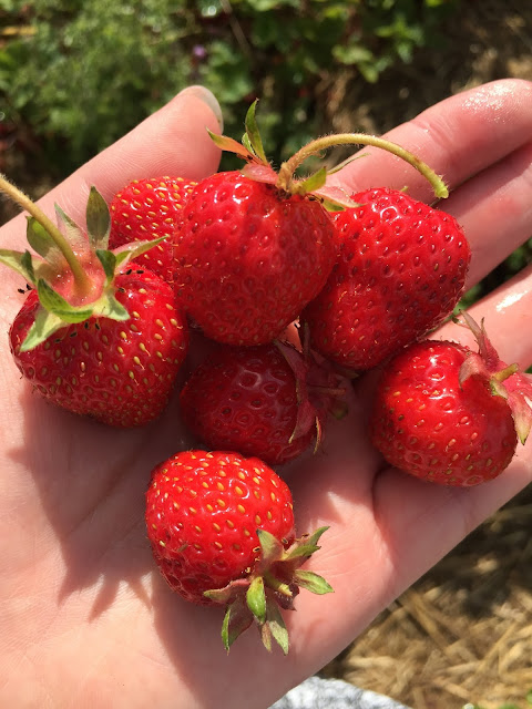 essington fruit farm