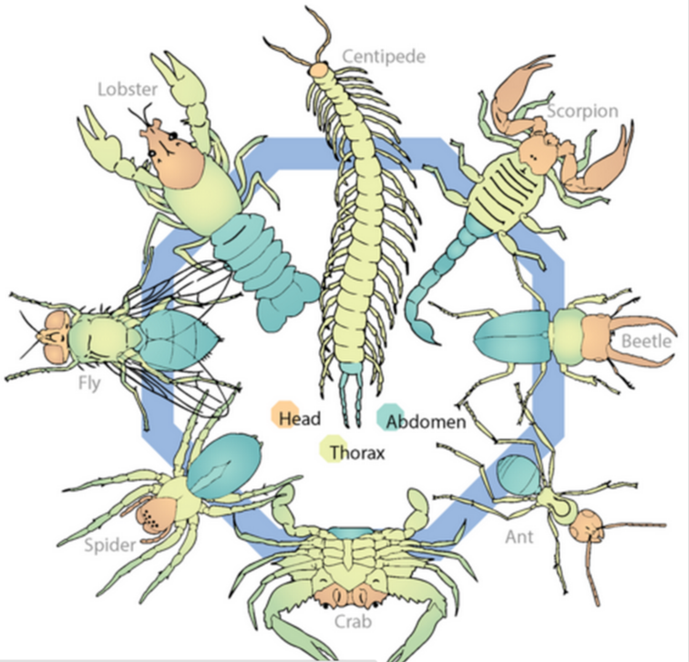 Ciencias de Joseleg 7 SISTEMA ESQUELÉTICO EN LOS ARTRÓPODOS