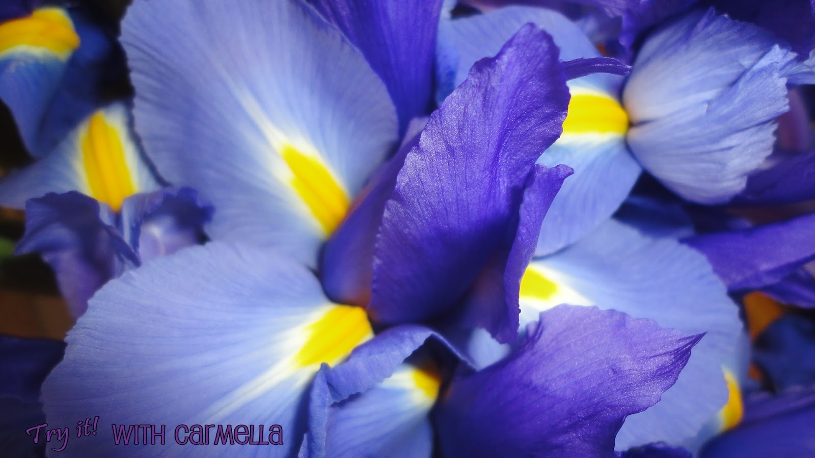 *Try It With Carmella* Purple and Yellow Flowers