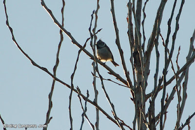 Mallerenga emplomallada (Lophophanes cristatus)