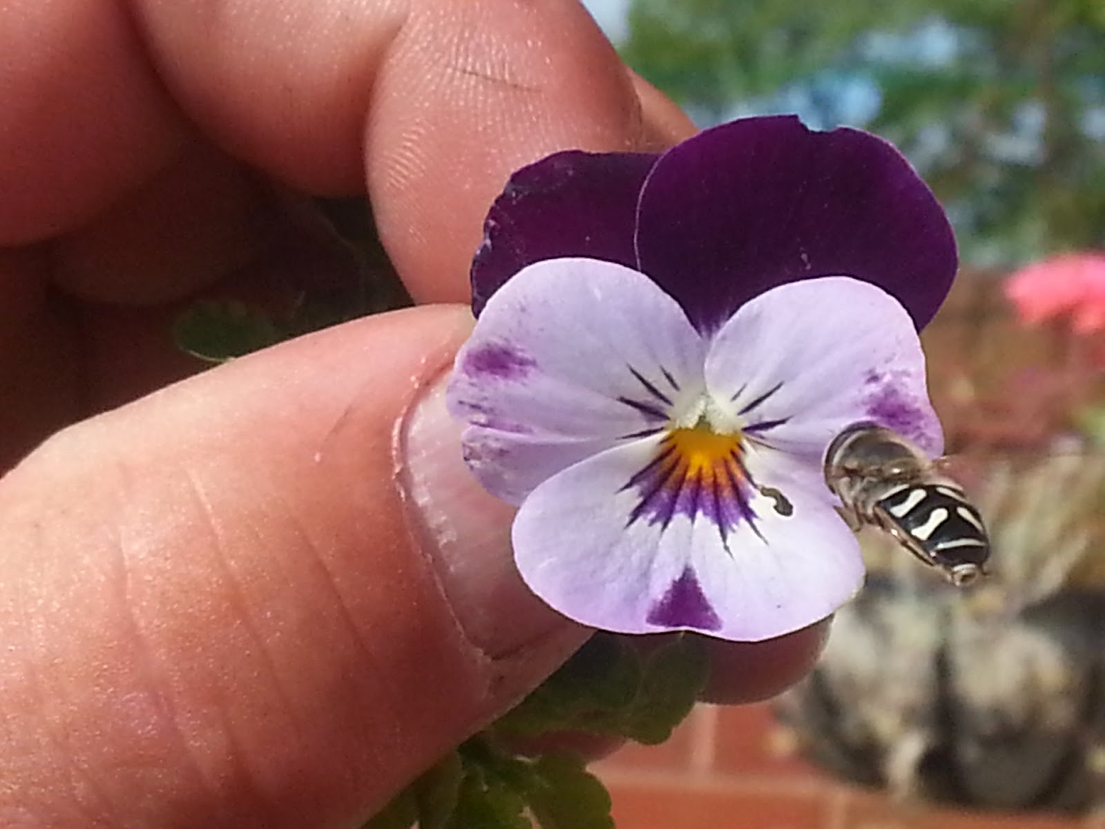 A Viola Flower with an Insect Flying Towards It. 