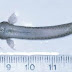 Candiru, Ikan Berbahaya Melebihi Piranha
