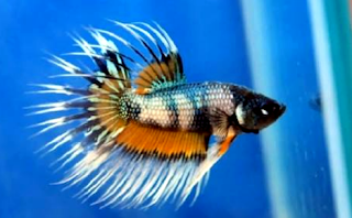 Cara membuat makanan ikan cupang Tips membuat pakan ikan cupang
