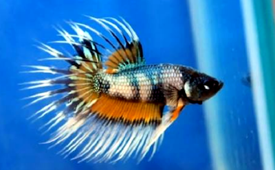 Cara membuat makanan ikan cupang Tips membuat pakan ikan cupang