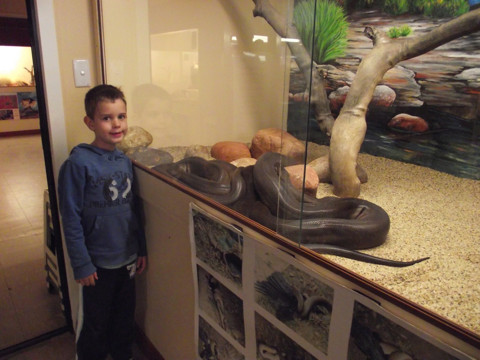 Learning About Reptiles Alice Springs Reptile Center