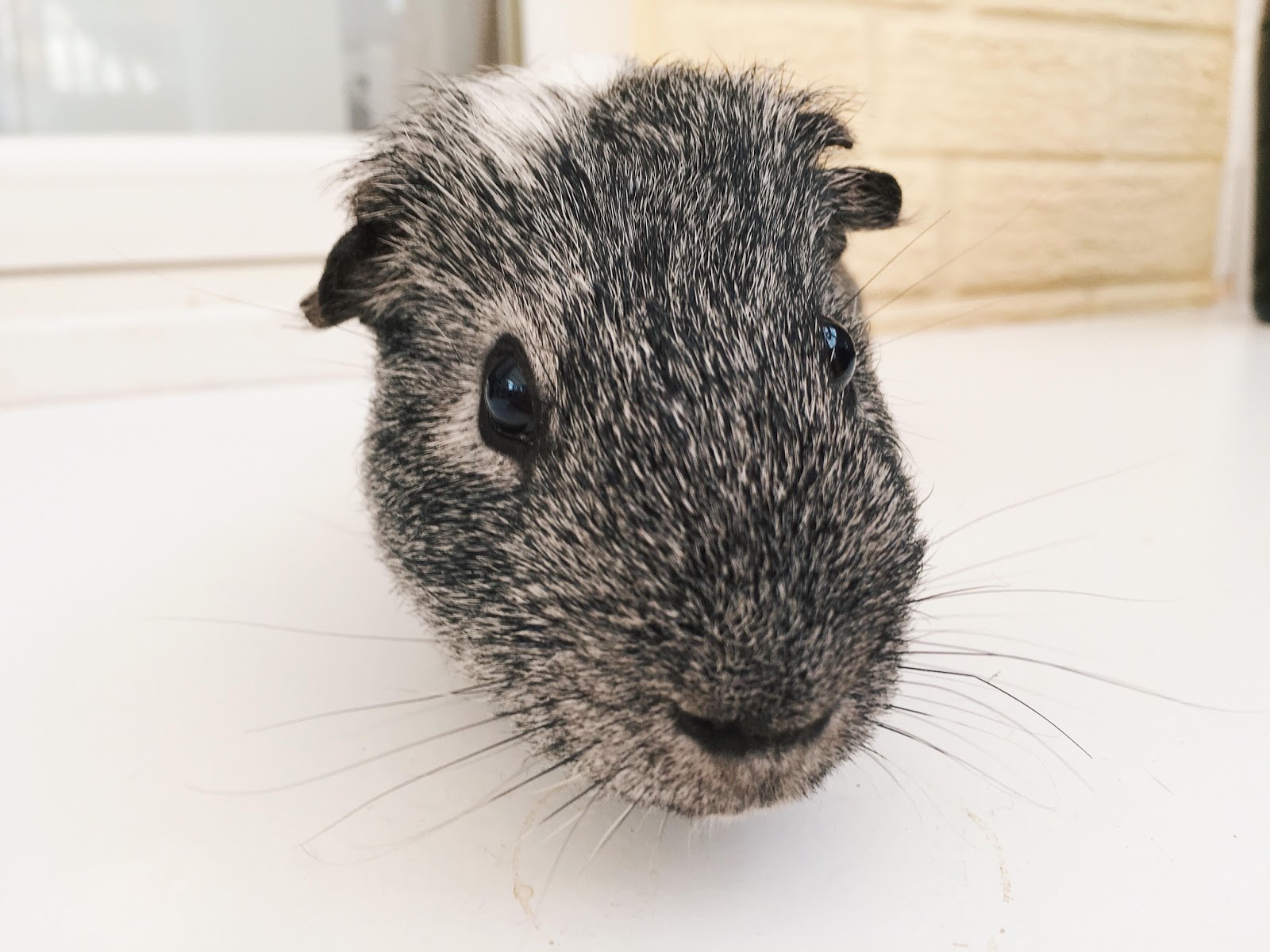 My Guinea Pig My Guinea Pig