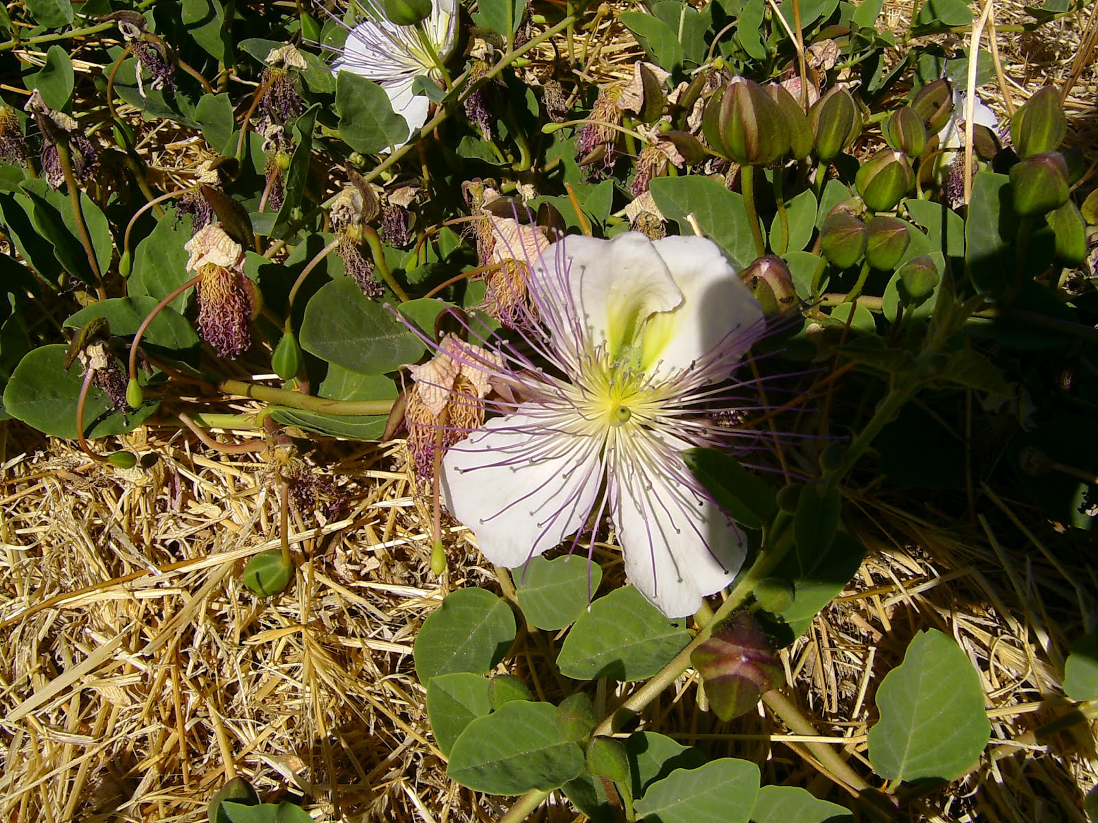 Caper Flower, Capers and Caper Berries